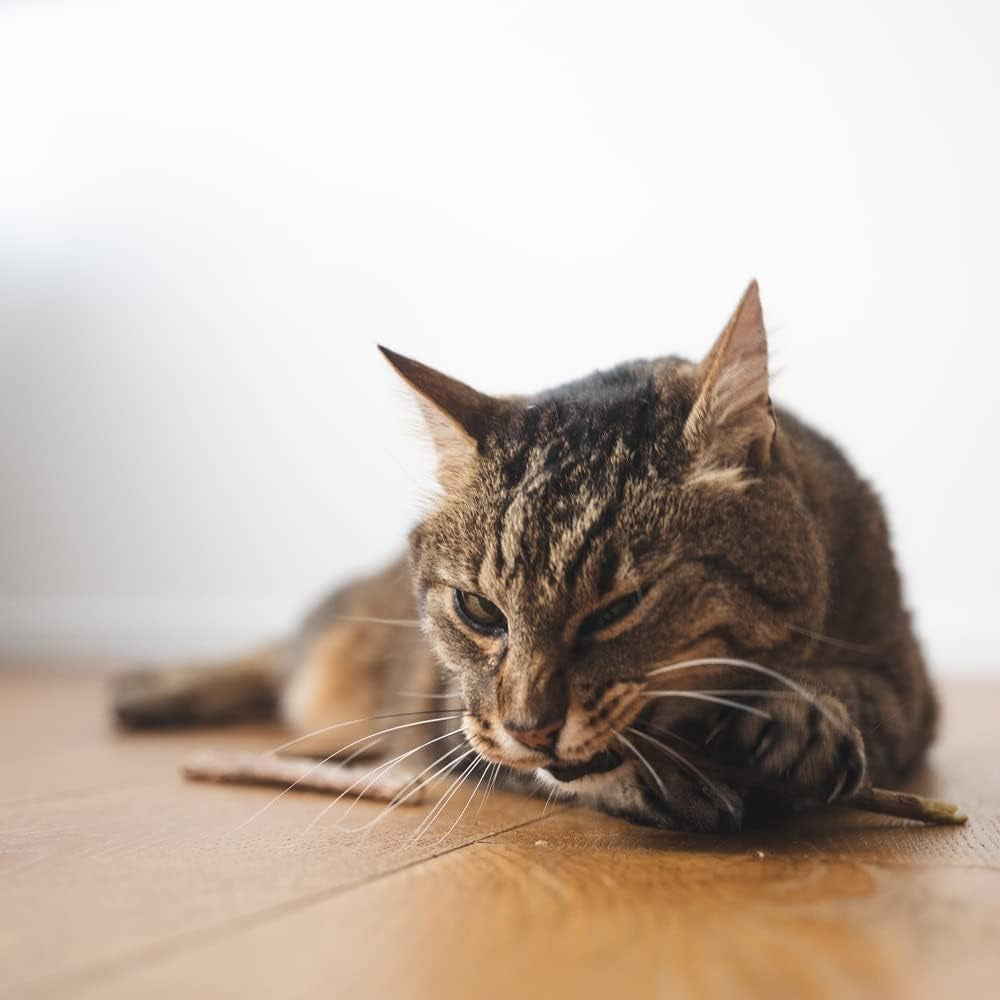 Lucybalu® 6X Matatabi Sticks Für Katzen | Katzen Zahnpflege Natur |Kauknochen Für Katzen Mundgeruch | Katzen Sticks Aus Matatabi Holz | Katzen Zahnbürste | Matatabi Katzenspielzeug Selbstbeschäftigung